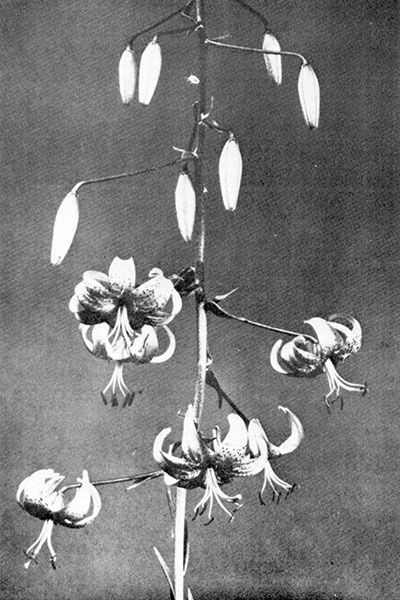 Dr. Skinner's prize-winning lily, Lilium Maxwill (1933)